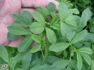 فواید گیاه یونجه و عرق یونجه