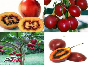 خواص و فایده میوه تاماریلو(گوجه فرنگی درختی)