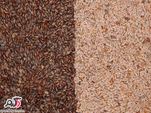 خاصیت اسفرزه ( Plantago psyllium )
