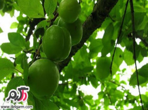 همه چیز راجع به مزایا و معایب آلوچه یا گوجه سبز