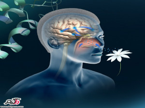 علت از دست دادن حس بویایی (آنوسمی)+درمان