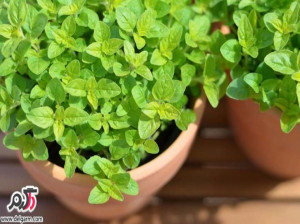 آشنایی با خواص گیاه بی نظیر مرزنجوش