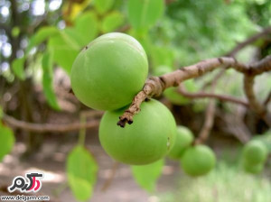 عوارض و خطرات استفاده بعضی از گیاهان دارویی