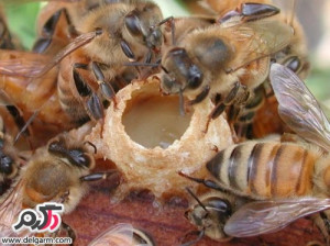 درمان نازایی با ژل رویال+فواید بی نظیر این ژل