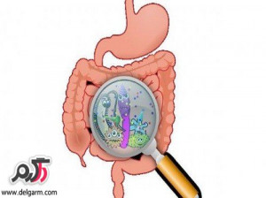 همه چیز در مورد بیماری کامپیلوباکتر ژژونی (Campylobacter jejuni)