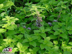 خواص معجزه آسای پونه کوهی