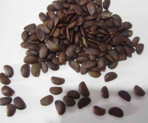 خرمالو : خواص درمانی میوه ، هسته و برگ خرمالو در طب سنتی