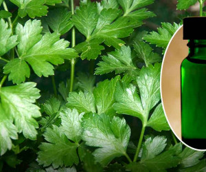 16 ویژگی عجیب روغن جعفری برای درمان بیماری ها
