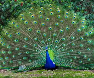 راهنمای پرورش و نگهداری طاووس