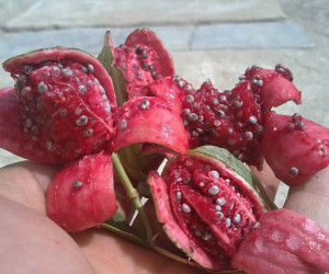 آشنایی با خواص و مضرات لگجین