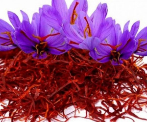 آیا زعفران باعث سقط جنین می شود ؟