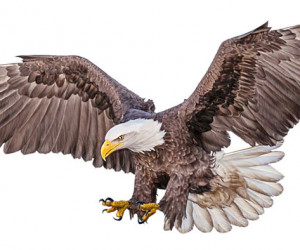 تعبیر خواب عقاب : دیدن عقاب در خواب نشانه چیست ؟