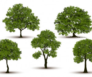 تعبیر خواب درخت و انواع درختان چیست ؟