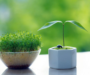آموزش کاشت سبزه عید