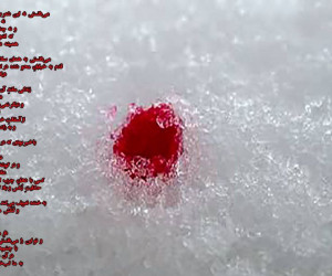 اشعار برای شهدا | برترین شعرهای احساسی و زیبا درباره شهیدان