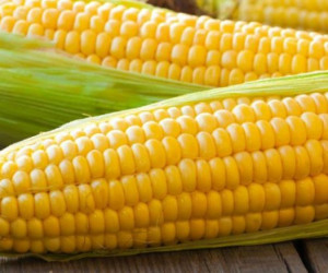 همه چیز درباره کالری و ارزش غذایی انواع ذرت