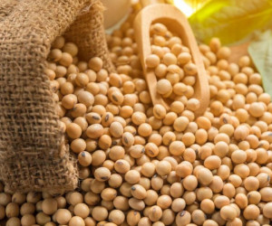 آشنایی با کالری، ارزش غذایی و خواص لوبیا سویا