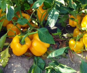 با ارزش غذایی و خواص فلفل دلمه ای زرد آشنا شوید