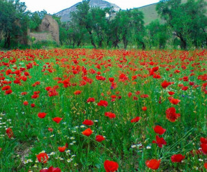 آشنایی با مکان های دیدنی و گردشگری تفرش