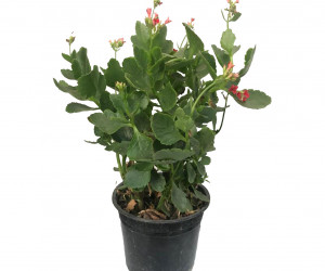 روش نگهداری از گل کالانکوآ یا کالانکوئه