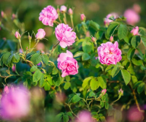 طرح توجیهی تولید عرقیات گیاهی