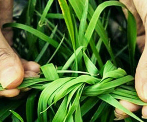 35 پیام بسیار زیبای تبریک سیزده بدر به دوستان
