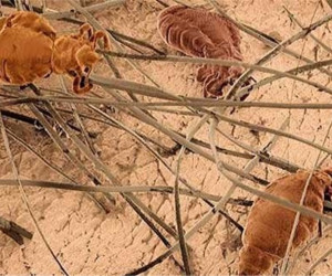 9 باور غلط در مورد شپش سر