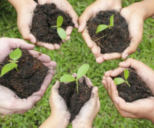حدیث درختکاری : 40 حدیث از ائمه اطهار درباره درختکاری