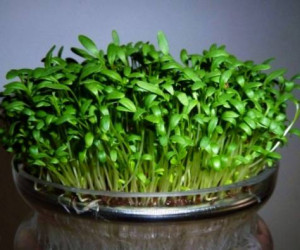 آموزش 6 نوع سبزه تخم کدو برای عید جذاب و خیره کننده