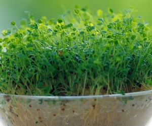 نحوه کاشت سبزه یونجه کاملا متفاوت و شیک