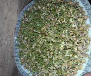چرا سبزه عید بو میگیرد ؟