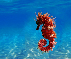 تعبیر خواب اسب آبی : 13 نشانه و تعبیر دیدن اسب آبی در خواب