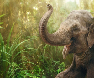 فیل در خواب چه تعبیری دارد ؟