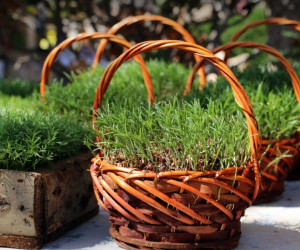 آموزش کاشت سبزه عید با لوبیا چشم بلبلی بسیار متفاوت و زیبا