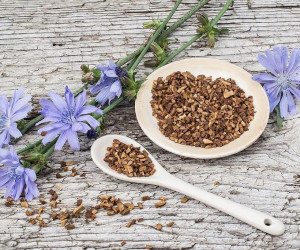 فواید و عوارض استفاده از ریشه کاسنی در طب سنتی