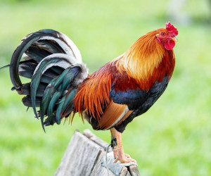 50 عکس دیدنی از زیباترین خروس های جهان