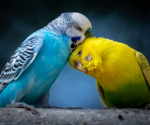 دانلود 30 صدای مرغ عشق برای جفت گیری و اهلی شدن