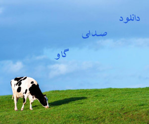 دانلود 30 مدل صدای گاو با کیفیت بالا