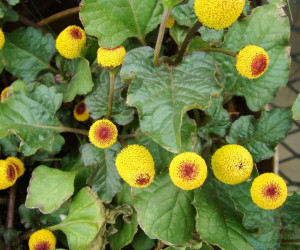 زیباترین عکس های گل اسپیلانتس (Spilanthes) با کیفیت بالا