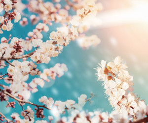 77 عکس دیدنی از شکوفه زردآلو با کیفیت بالا