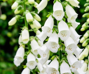 50 عکس خارق العاده از گل انگشتانه با رنگ های خاص