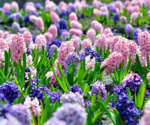100 عکس حیرت انگیز از گل سنبل با حال و هوای نوروزی