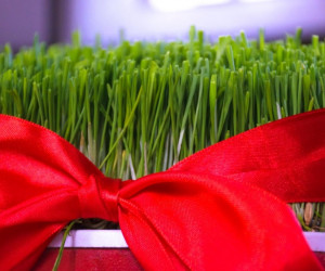 چگونه سبزه عید درست کنیم ؟