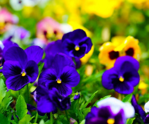 50 عکس دیدنی از گل بنفشه با حس و حال نوروزی