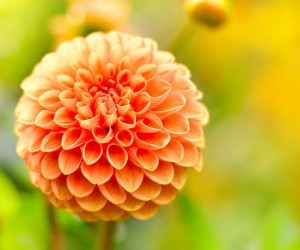 55 عکس باکیفیت گل کوکب برای بک گراند و پروفایل