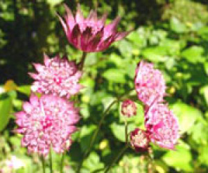 آسترانتیا (ستاره گون)