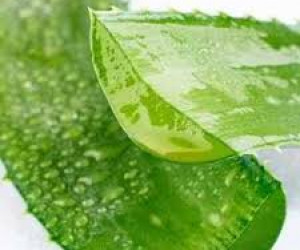 آیا میدانید میتوان سوختگی را با آلوئهورا درمان کرد؟