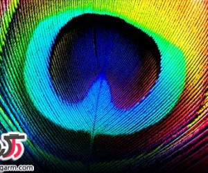 زیباترین طاووس سبز + عکس