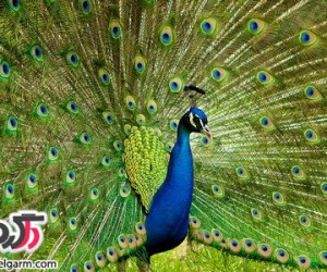 عکس هایی از طاووس بسیار زیبا و رنگارنگ