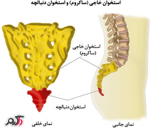ساکروم(استخوان خارجی)چیست؟
